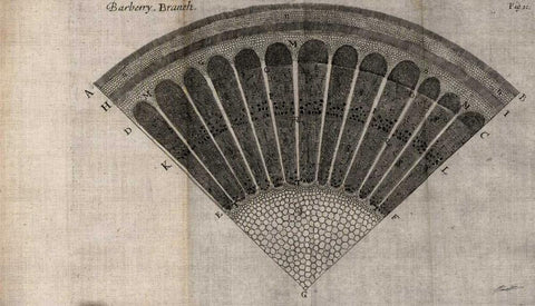 Tree Fan I White Modern Wood Framed Art Print with Double Matting by Butler, John