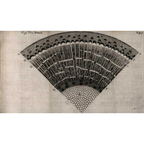 Tree Fan II Gold Ornate Wood Framed Art Print with Double Matting by Butler, John