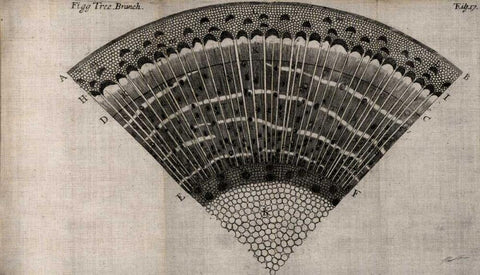 Tree Fan II Black Ornate Wood Framed Art Print with Double Matting by Butler, John