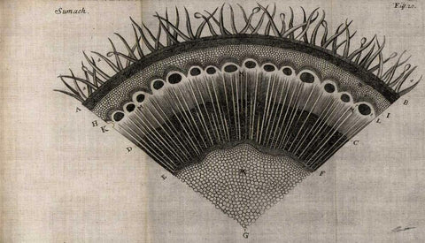 Tree Fan III White Modern Wood Framed Art Print with Double Matting by Butler, John