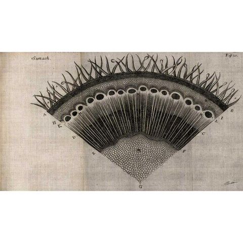 Tree Fan III White Modern Wood Framed Art Print by Butler, John