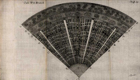 Tree Fan IV Black Ornate Wood Framed Art Print with Double Matting by Butler, John