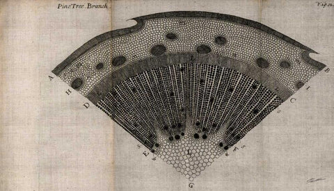 Tree Fan V Black Ornate Wood Framed Art Print with Double Matting by Butler, John