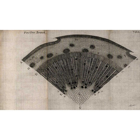 Tree Fan V Gold Ornate Wood Framed Art Print with Double Matting by Butler, John