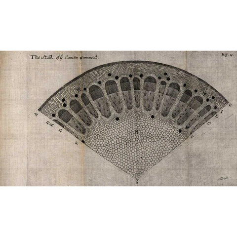 Tree Fan VI Black Modern Wood Framed Art Print with Double Matting by Butler, John