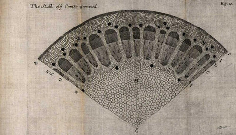 Tree Fan VI White Modern Wood Framed Art Print with Double Matting by Butler, John