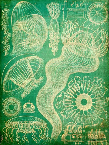 Sealife I White Modern Wood Framed Art Print with Double Matting by Butler, John