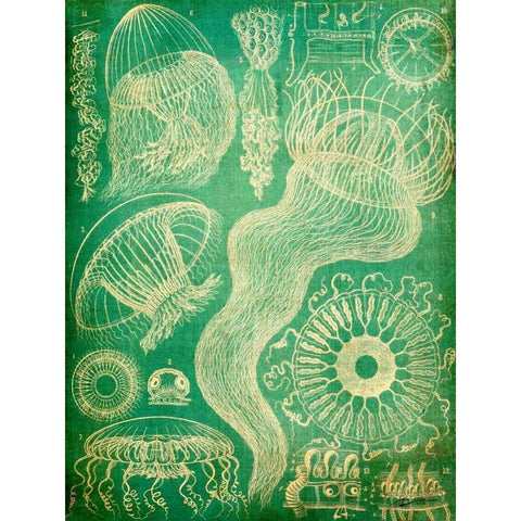 Sealife I Black Modern Wood Framed Art Print by Butler, John