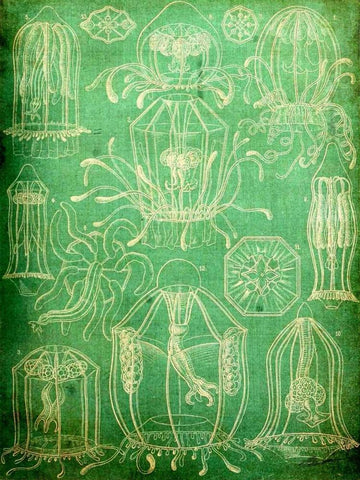 Sealife II White Modern Wood Framed Art Print with Double Matting by Butler, John