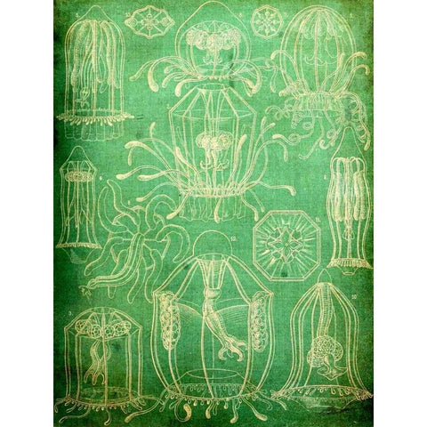 Sealife II Black Modern Wood Framed Art Print by Butler, John