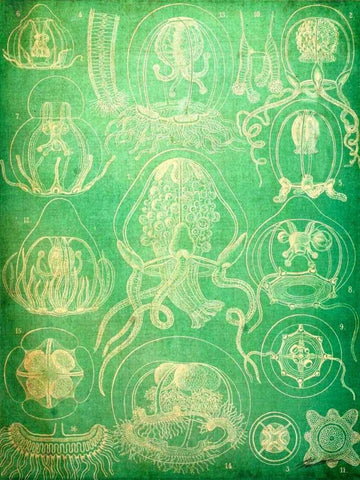 Sealife IV Black Ornate Wood Framed Art Print with Double Matting by Butler, John