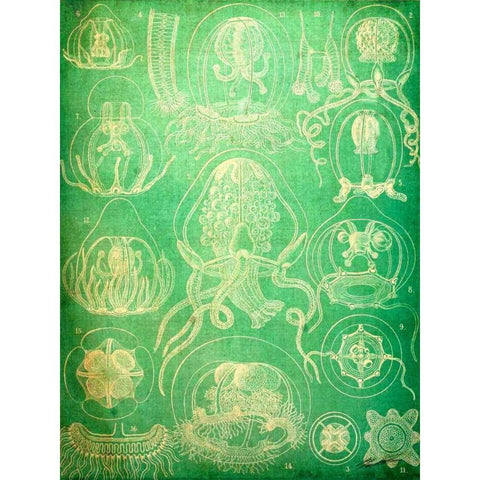 Sealife IV Gold Ornate Wood Framed Art Print with Double Matting by Butler, John