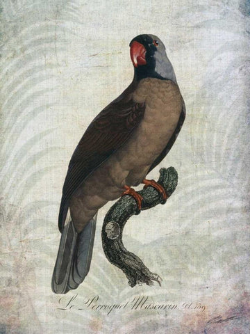 Parrot Jungle I Black Ornate Wood Framed Art Print with Double Matting by Butler, John