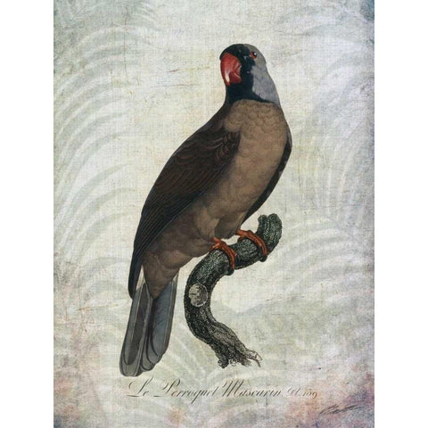 Parrot Jungle I Black Modern Wood Framed Art Print by Butler, John