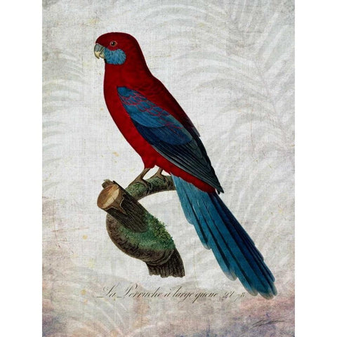 Parrot Jungle II Black Modern Wood Framed Art Print with Double Matting by Butler, John