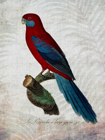 Parrot Jungle II Black Ornate Wood Framed Art Print with Double Matting by Butler, John