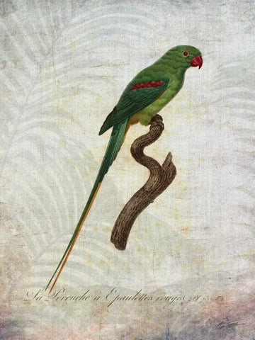 Parrot Jungle III Black Ornate Wood Framed Art Print with Double Matting by Butler, John