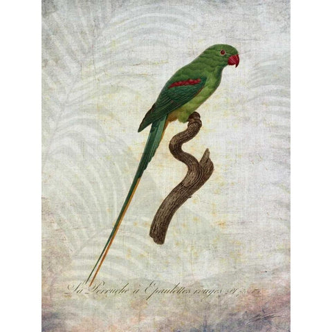 Parrot Jungle III Gold Ornate Wood Framed Art Print with Double Matting by Butler, John