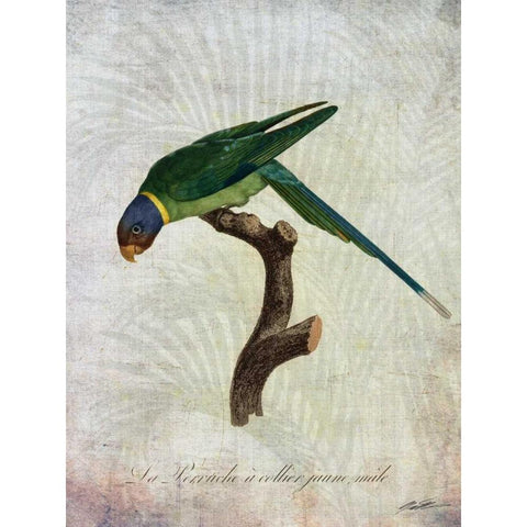 Parrot Jungle IV White Modern Wood Framed Art Print by Butler, John