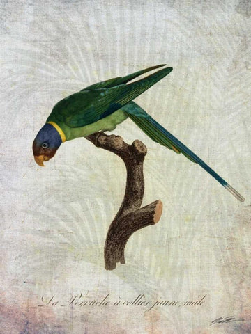 Parrot Jungle IV White Modern Wood Framed Art Print with Double Matting by Butler, John