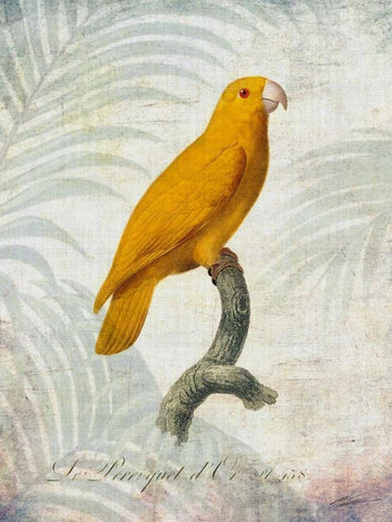 Parrot Jungle V Black Ornate Wood Framed Art Print with Double Matting by Butler, John