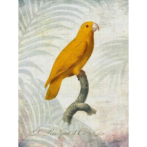 Parrot Jungle V White Modern Wood Framed Art Print by Butler, John