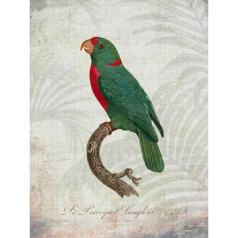 Parrot Jungle VI White Modern Wood Framed Art Print by Butler, John