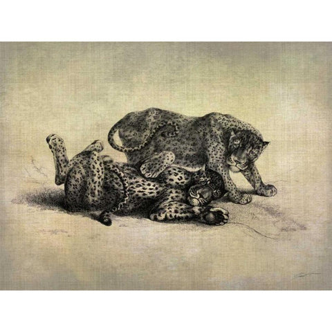 Big Cats II Black Modern Wood Framed Art Print with Double Matting by Butler, John