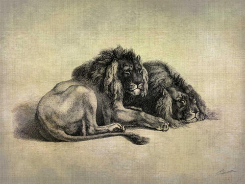 Big Cats IV Black Ornate Wood Framed Art Print with Double Matting by Butler, John