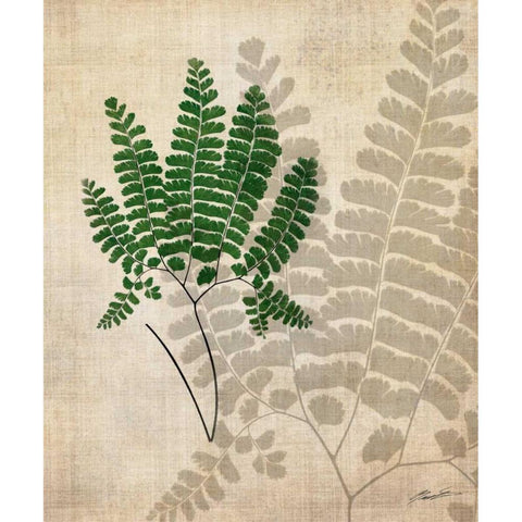 British Ferns II White Modern Wood Framed Art Print by Butler, John