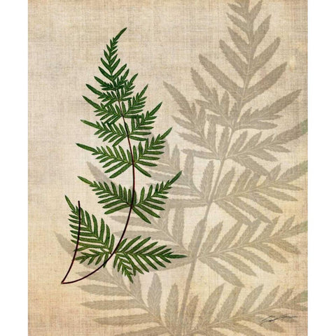 British Ferns III White Modern Wood Framed Art Print by Butler, John