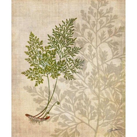 British Ferns IV Gold Ornate Wood Framed Art Print with Double Matting by Butler, John