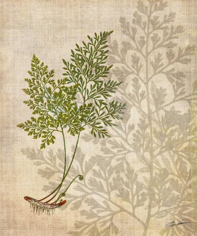 British Ferns IV Black Ornate Wood Framed Art Print with Double Matting by Butler, John