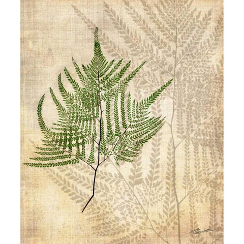 British Ferns V Black Modern Wood Framed Art Print by Butler, John
