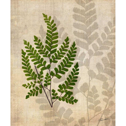 British Ferns VI Black Modern Wood Framed Art Print by Butler, John
