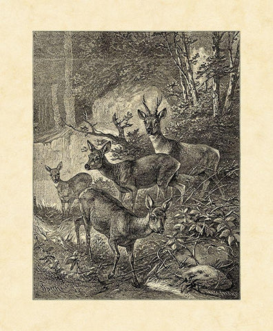 Vintage Roe Deer I Black Ornate Wood Framed Art Print with Double Matting by Specht, Friedrich