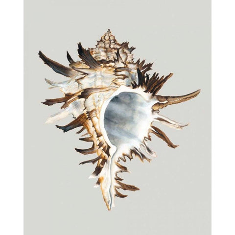 Black Murex White Modern Wood Framed Art Print by Willett, Michael