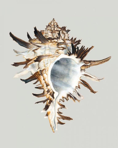 Black Murex Black Ornate Wood Framed Art Print with Double Matting by Willett, Michael