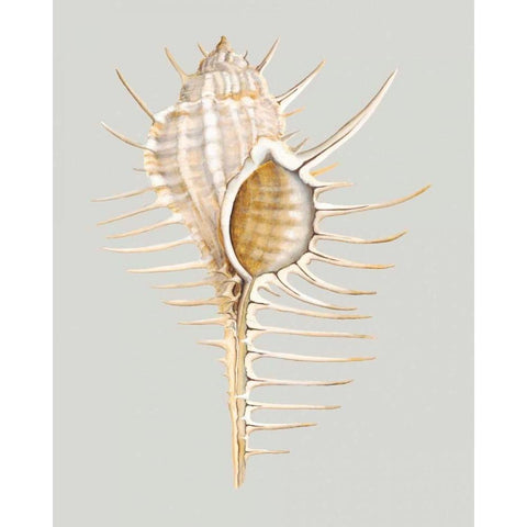 Spiney Murex Black Modern Wood Framed Art Print with Double Matting by Willett, Michael