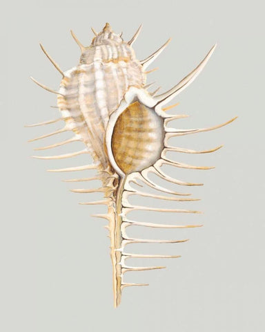 Spiney Murex White Modern Wood Framed Art Print with Double Matting by Willett, Michael