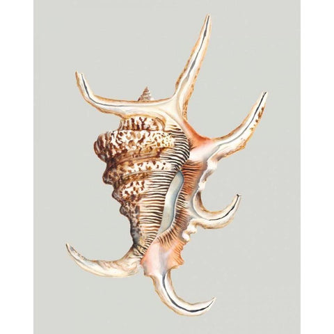 Spider Conch White Modern Wood Framed Art Print by Willett, Michael