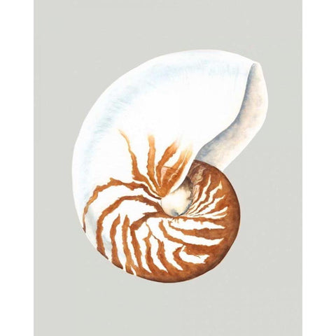 Nautilus White Modern Wood Framed Art Print by Willett, Michael
