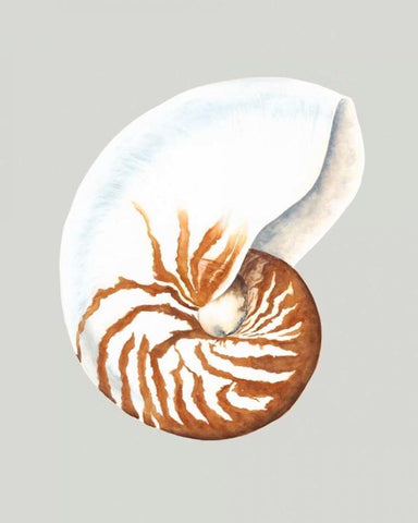 Nautilus White Modern Wood Framed Art Print with Double Matting by Willett, Michael