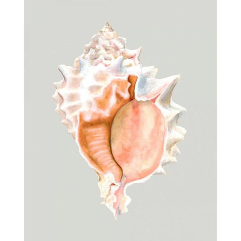 Pink Murex White Modern Wood Framed Art Print by Willett, Michael