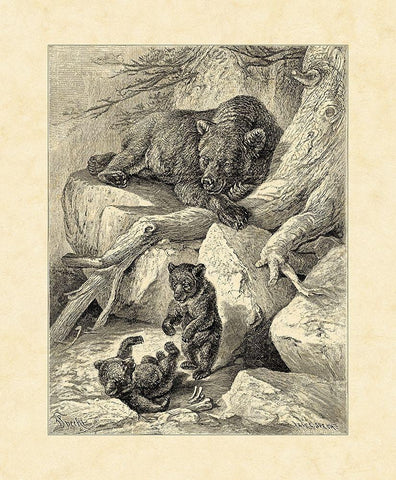 Vintage Common Brown Bear White Modern Wood Framed Art Print with Double Matting by Specht, Friedrich