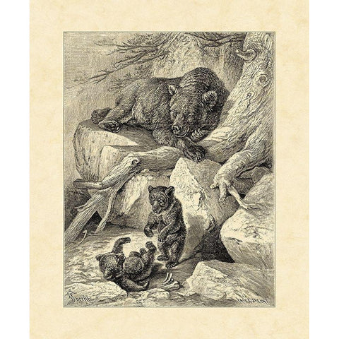 Vintage Common Brown Bear White Modern Wood Framed Art Print by Specht, Friedrich