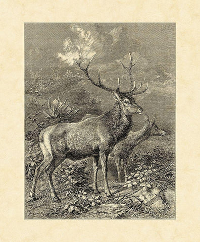 Vintage Roe Deer II Black Ornate Wood Framed Art Print with Double Matting by Specht, Friedrich