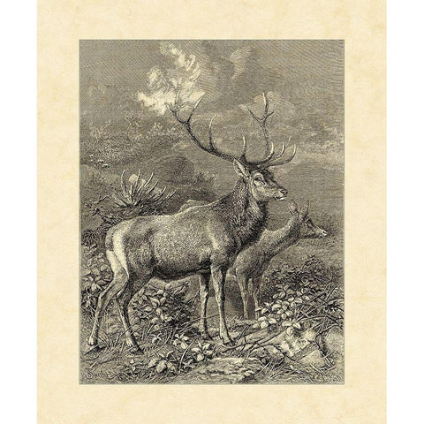 Vintage Roe Deer II Gold Ornate Wood Framed Art Print with Double Matting by Specht, Friedrich