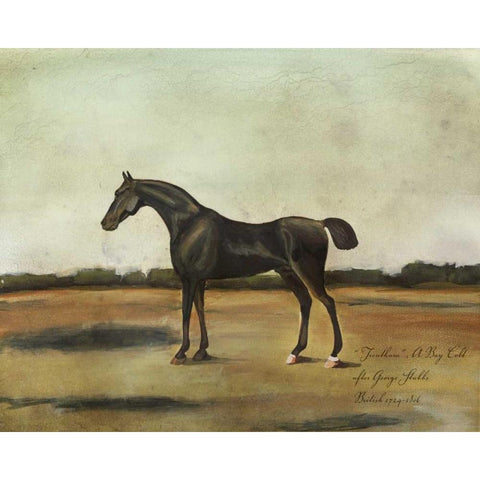 Trentham- A Bay Colt Black Modern Wood Framed Art Print with Double Matting by McCavitt, Naomi