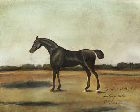 Trentham- A Bay Colt Black Ornate Wood Framed Art Print with Double Matting by McCavitt, Naomi